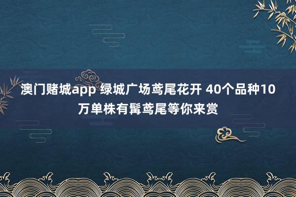 澳门赌城app 绿城广场鸢尾花开 40个品种10万单株有髯鸢尾等你来赏