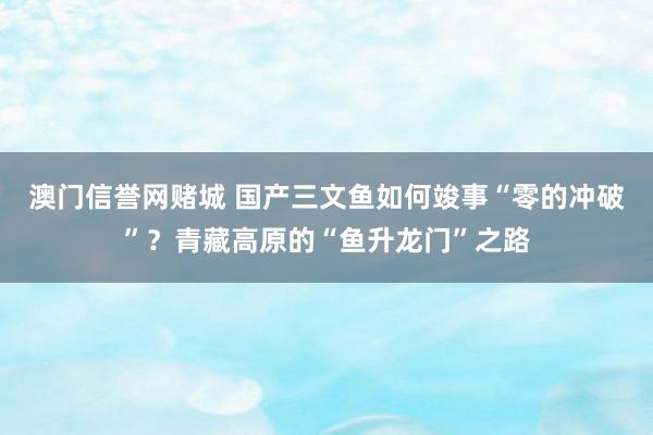 澳门信誉网赌城 国产三文鱼如何竣事“零的冲破”？青藏高原的“鱼升龙门”之路